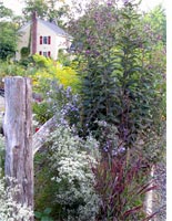 A habitat garden. Click image to expand.
