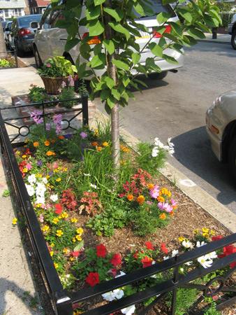A tree bed in the Flatbush neighborhood of Brooklyn, N.Y.