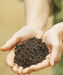 Hands holding soil.