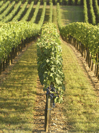 French vineyard.