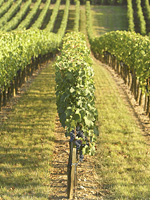 French vineyard. Click image to expand.