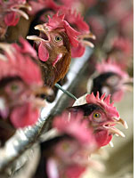 Chickens. Click image to expand.