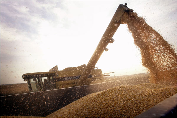 Genetically modified corn being harvested in Illinois.