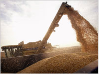 Genetically modified corn in Illinois. Click image to expand