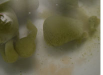 Homemade broccoli spheres. Click image to expand.