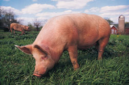 Pig grazing in field.