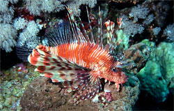 The Lionfish Is Delicious