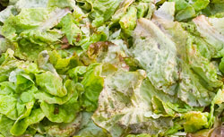 Rotting lettuce. Click image to expand.