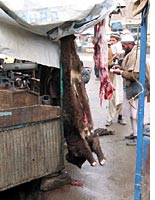 Dead animal
