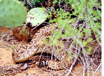 Snake