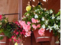 Flowers galore