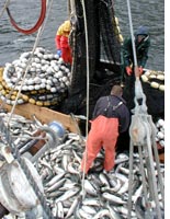 John, Mitch, and Troy with the afternoon catch
