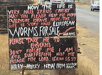 Worms for sale