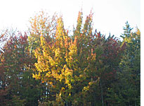 Vermont's fall colors
