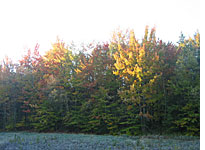 Frosty foliage