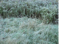 The killing frost