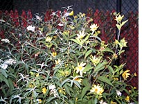 Helianthus "Lemon Queen" and white buddleia