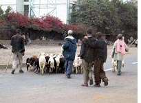 Food on the hoof in downtown Addis