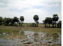 Wet fields after the rains