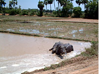 Village tanks replenished