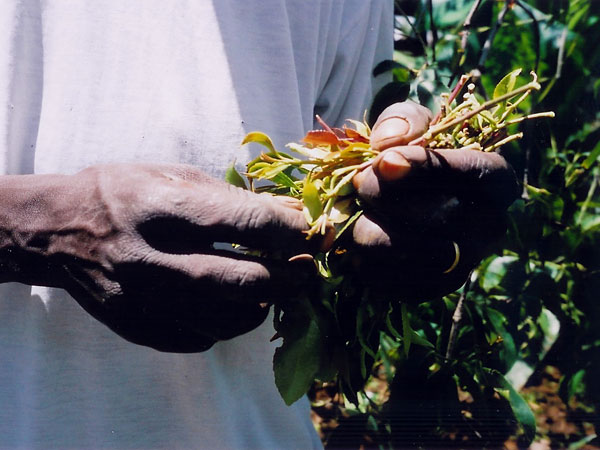 Sprigs of miraa.