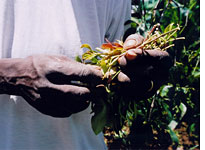 Sprigs of miraa.
Click image to expand.