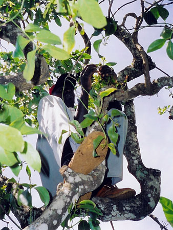 A Maua man picking miraa from a tree in his backyard.