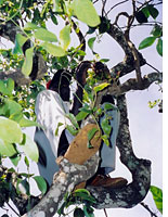 A Maua man picking miraa from a tree in his backyard.
Click image to expand.