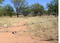 An illegal trail heads north. Click image to expand.