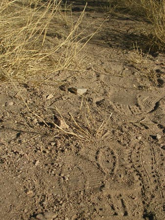 Fresh footprints cross the road to the Sierra Vista Ranch, near Sasabe, Ariz.