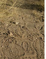 Fresh footprints cross the road to the Sierra Vista Ranch
Click image to expand.