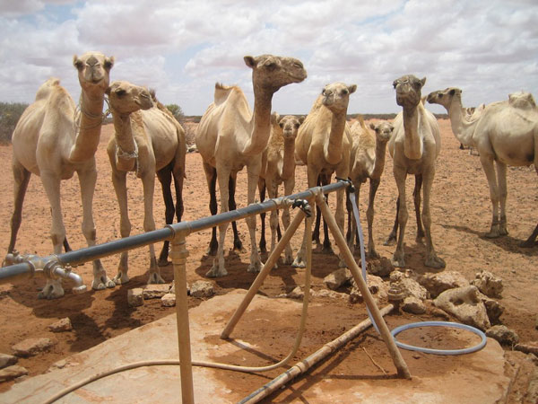 Only sick and young camels are allowed to come to these faucets; the others must go to the next borehole eight miles away.