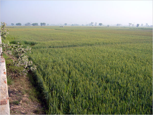 Wheat fields as far as the eye can see.