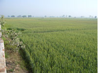 Wheat Fields. Click image to expand