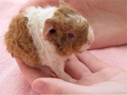 A baby guinea pig.