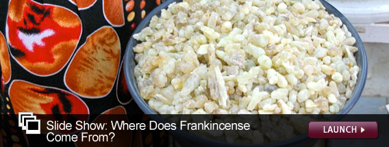 Click here to launch a slideshow on where frankincense comes from.