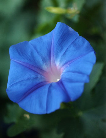 Are morning glory seeds the next crack?
