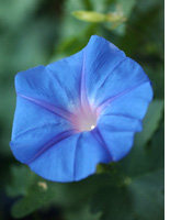 Are morning glory seeds the next crack? 
Click image to expand.