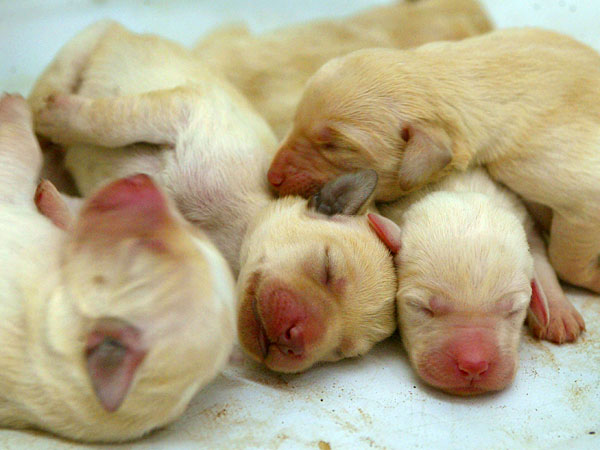 Puppies.