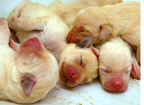 Puppies. Click image to expand.
