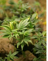 Marijuana plants 
Click image to expand.