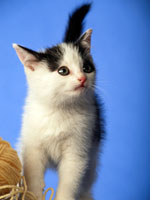 Cat-loving guys: trend or twaddle?
