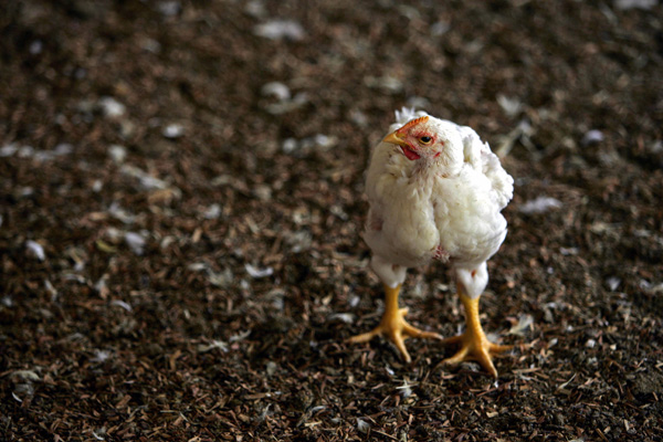 A chicken.