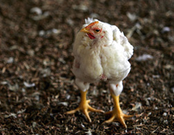 A chicken. Click image to expand.