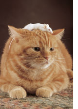 cat and mouse by Comstock Images/Getty Images. 