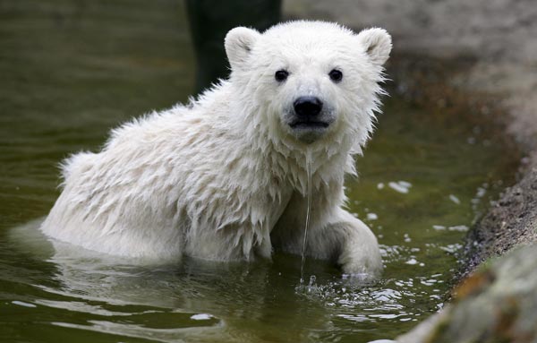 Knut, the Berlin Zoo's popular polar bear cub.