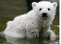 Knut the polar bear. Click image to expand.