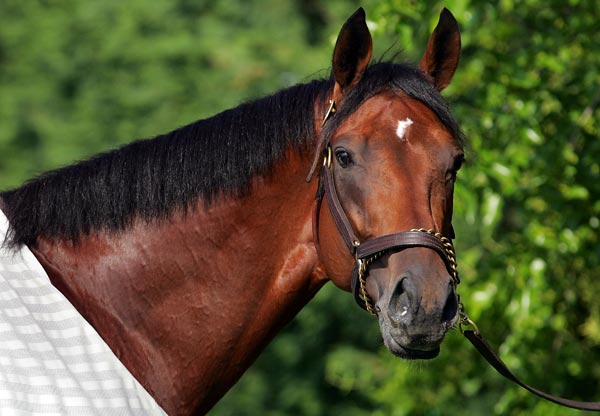 Kentucky Derby winner Big Brown.