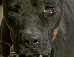 A pitbull.