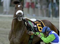 Jockey Edgar Prado tries to control Barbaro after pulling him up 
Click image to expand.